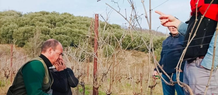 Partito il nuovo corso sulla potatura della vite