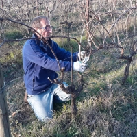 Potatura vite, al via corso di formazione