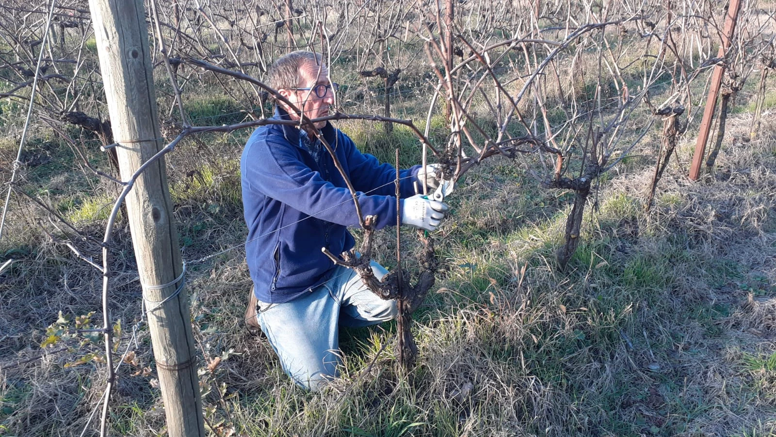 Potatura vite, al via corso di formazione